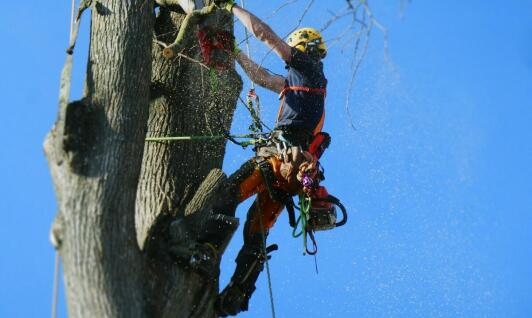 Profesjonalne usuwanie drzew w miejscach zagrożonych upadkiem drzew