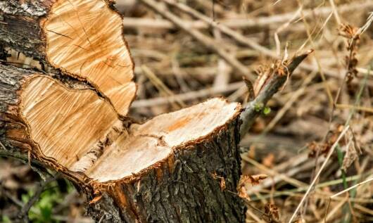 Wpływ pielęgnacyjnych cięć na rozwój i zdrowie drzew