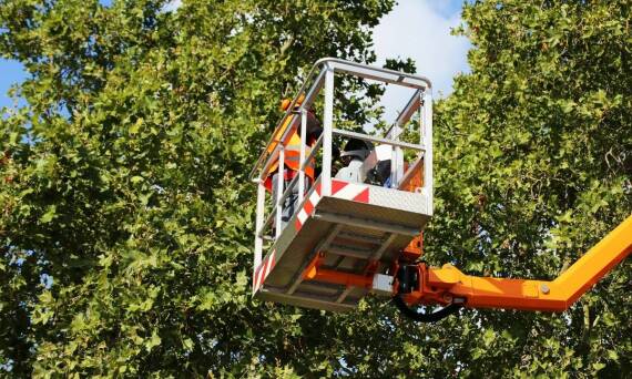 Proces wycinki alpinistycznej drzew – jak zapewniamy ochronę otoczenia