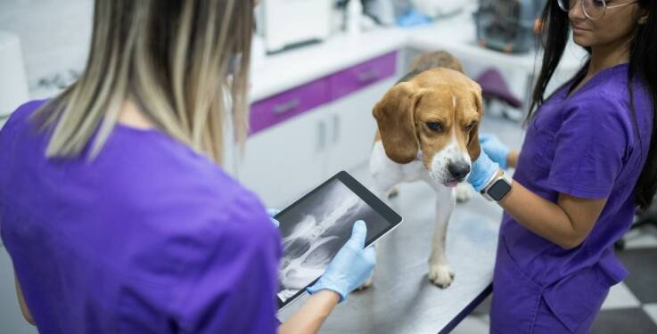 Jakie nowoczesne metody leczenia oferuje okulista weterynarz dla domowych zwierząt?