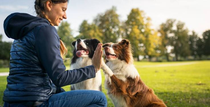 Znaczenie budowania zaufania między psem a właścicielem podczas szkoleń w Sulejówku.