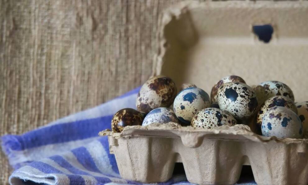 Czym charakteryzują się przepiórcze jaja z wolnowybiegowego chowu?