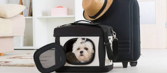 Przyjazd ze zwierzęciem do apartamentów w Gdańsku: co warto wiedzieć?