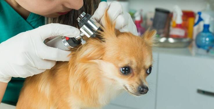 Jakie akcesoria do pielęgnacji są niezbędne przy hodowli Chihuahua?