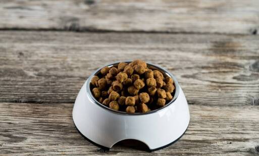 Jakie są najważniejsze składniki diety oferowane przez producenta karmy?