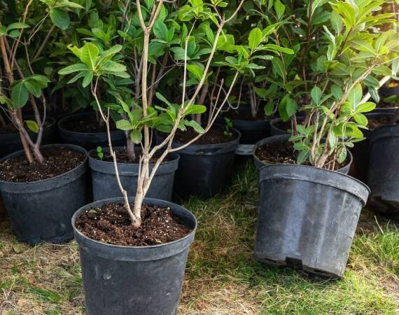Rola bylin w ogrodach naturalistycznych według szkółki roślinnej
