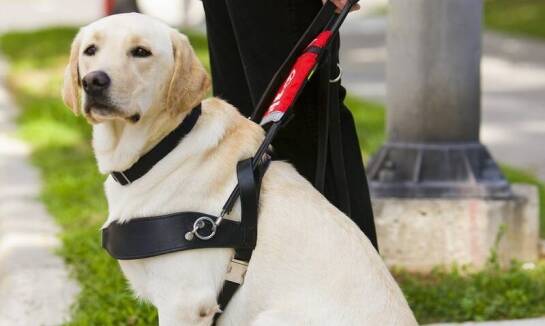 Jakie szelki dla starszych psów są najwygodniejsze?