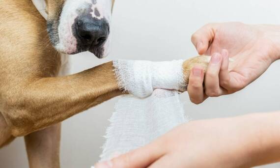 Kulawizna u psa i kota — objawy, które najczęściej sygnalizują problem ortopedyczny