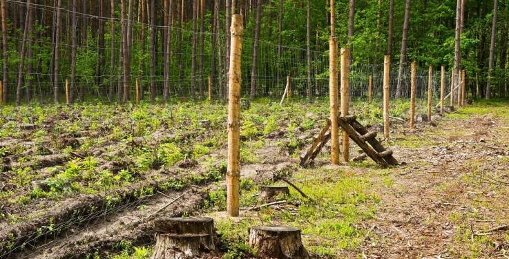 Od czego zależy dobór siatki do zabezpieczenia lasu przed sarnami i dzikami w rejonie Strzelec Krajeńskich