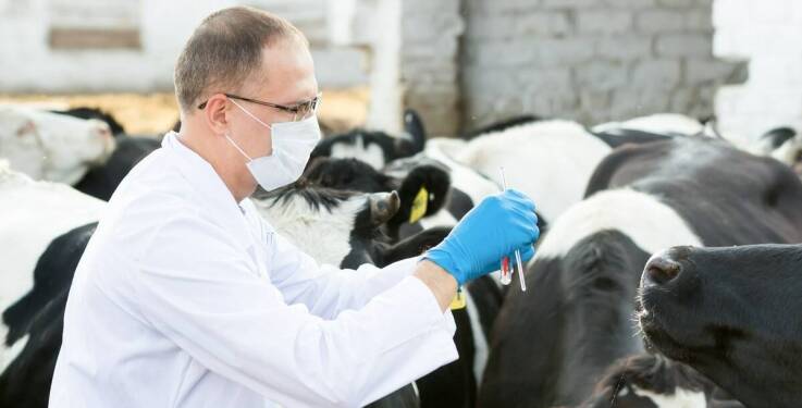 Objawy w stadzie, których nie warto przeczekać — kiedy potrzebna jest diagnostyka u zwierząt gospodarskich