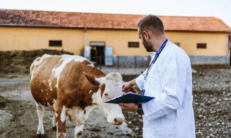 Jak przebiega odbiór bydła po urazie od zgłoszenia do przekazania zwierzęcia